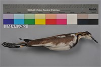 藏品(水雉)的圖片